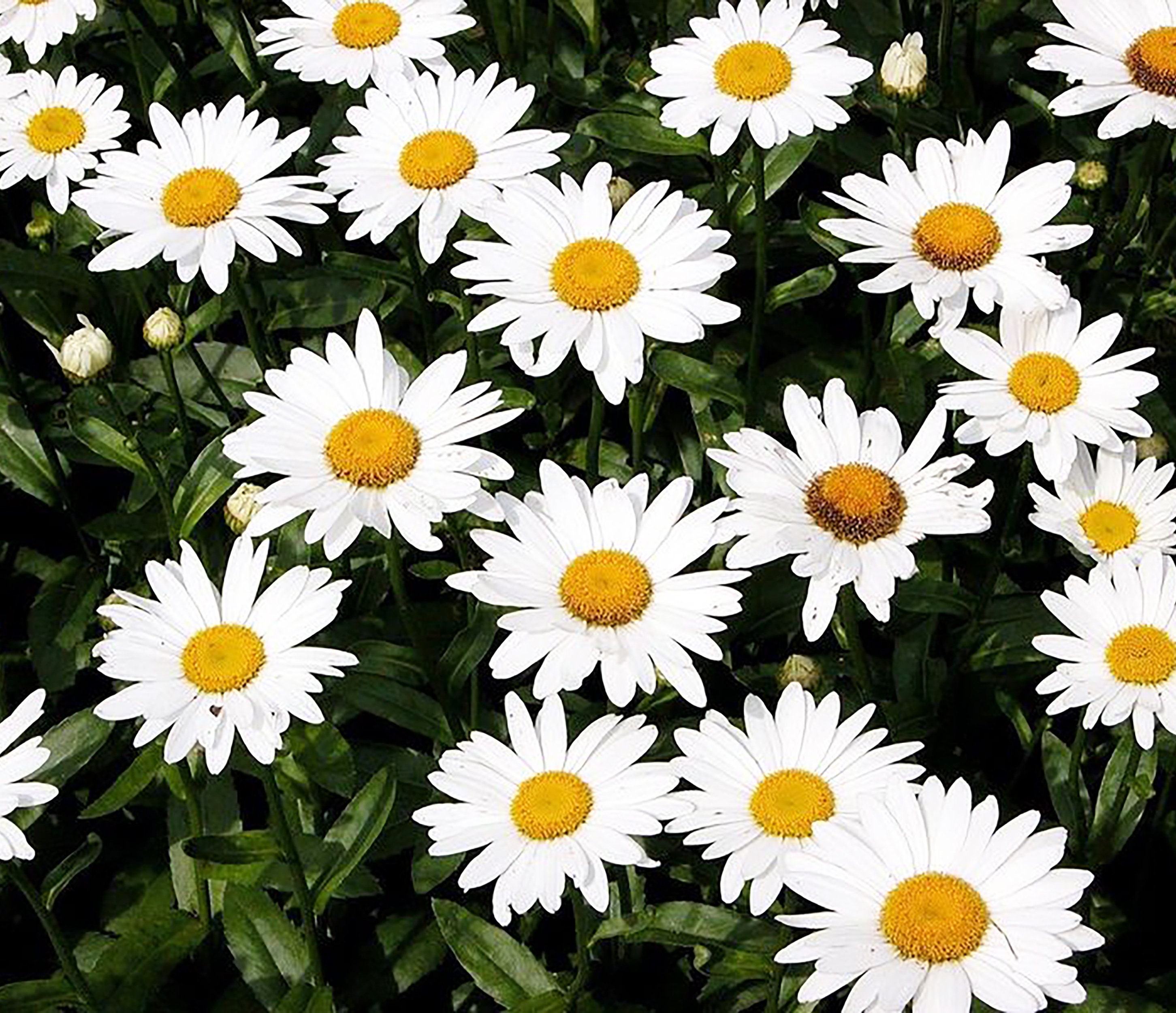 Shasta Daisy Seeds Marguerite Shasta Alaska 100 Perennial Etsy