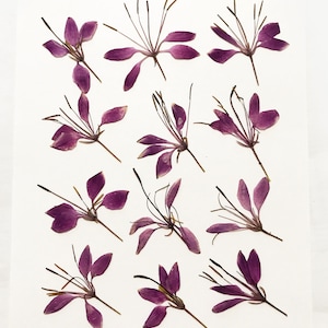 12 fleurs araignées violettes pressées - Résine époxy, fabrication de cartes, arts floraux pressés -DF030-3