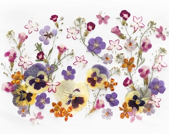 May include: A display of pressed flowers in shades of purple, yellow, orange, and pink, set against a white backdrop. The arrangement includes pansies and other delicate blooms, creating a natural and artistic display. The flowers are dried and preserved.