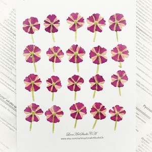25/50 fleurs de verveine pressées - roses et blanches - vraies fleurs comestibles - résine époxy, fabrication de cartes ou décoration de biscuits - DF002