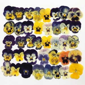 25/50/100 Pcs Pressed Mixed Pansies Approx. 1" -  Edible Flowers - Cocktail, Cake Decoration, Resin, Jewelry or Craft - DF021S