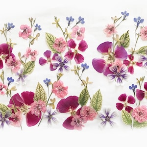 Plus de 50 fleurs mélangées pressées - Fleurs comestibles pour décorations de gâteaux, travaux manuels, arts floraux - DF050-3