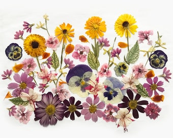 50+ Mixed Pressed Flowers - Edible Flowers for Cake Decorations, Crafts - DF 049-8