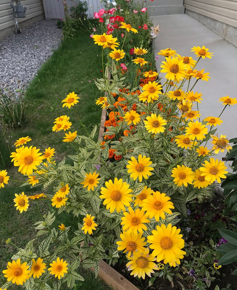 40 Heliopsis Helianthoides 'loraine Sunshine' Flower - Etsy