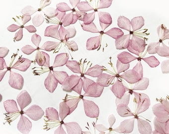 15/30 piezas prensadas Gaura rosa claro flores de mariposa-para resina, arte de flores prensadas-material de bricolaje para tus creatividades-DF 105
