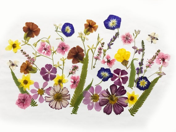 Dried Mixed Edible Flowers, Edible Flower Decorations