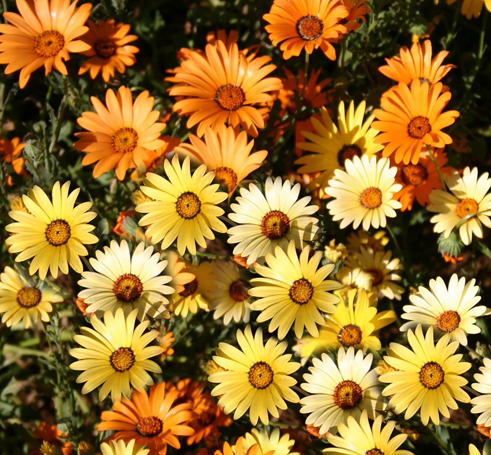 African Daisy Color Mixed Flower Seeds 50 Annual Seeds Etsy UK
