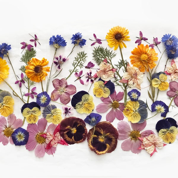 50+ Mixed Pressed Flowers - Edible Flowers  for Cake Decorations,  Crafts, Flower Arts - DF 048-4