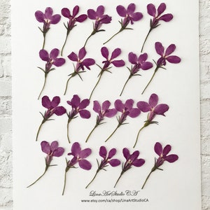 25/50 lobélies violettes pressées avec tiges (largeur de 1,5 à 2 cm) pour résine époxy, bijoux. ou votre création - DF 022-11d
