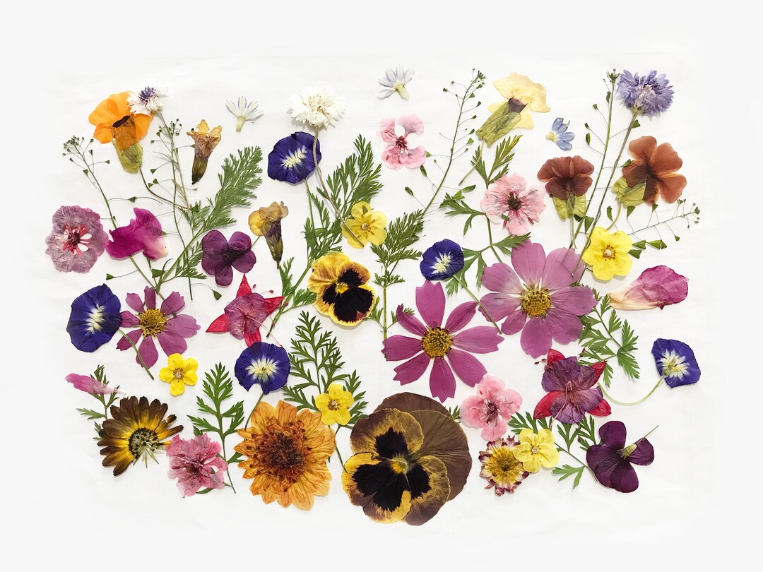 50 Mixed Pressed Flowers Edible Flowers for Cake Decorations, Crafts, Flower Arts DF 0489 Etsy
