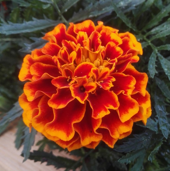 French Marigold Flower Seeds Golden Yellow Color 50 Seeds FS008a ...