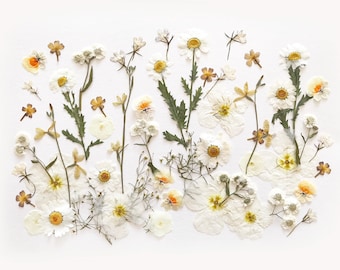 Oltre 50 fiori pressati misti - Fiori commestibili per decorazioni di torte, lavori artigianali e composizioni floreali - DF 051-2