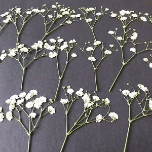 20/50 Pcs Dried Pressed White Baby's Breath Flowers for Crafts DIY Material for your Creatives DF014 image 2