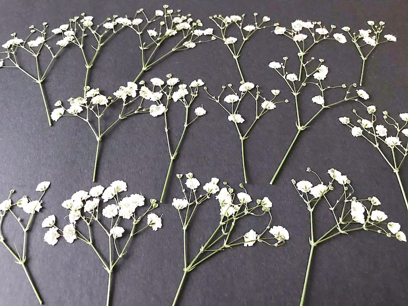 20/50 Pcs Dried Pressed White Baby's Breath Flowers for Crafts DIY Material for your Creatives DF014 image 2