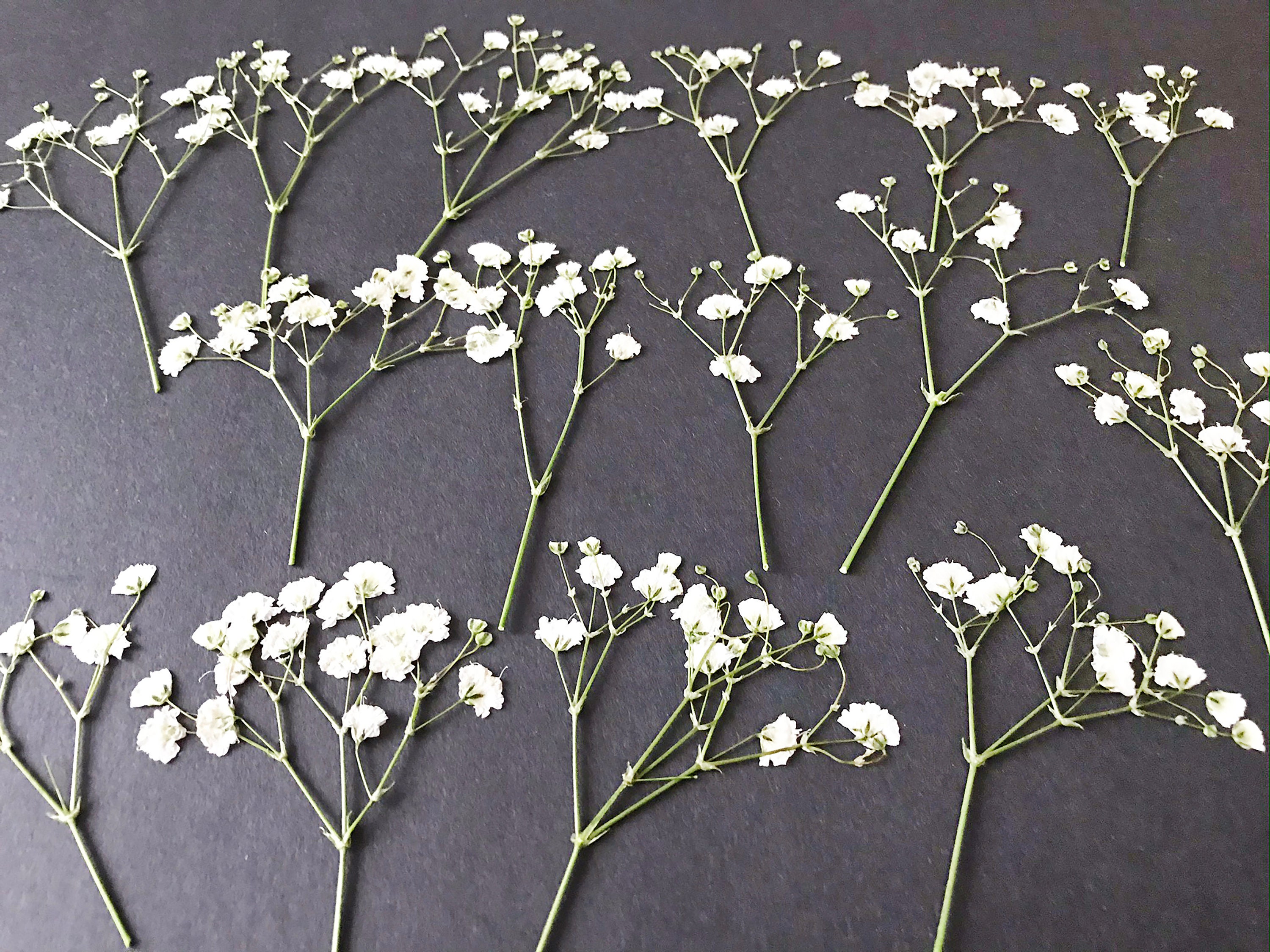 Babys Breath DIY Dried Flower Material Pack - DIY Craft Flower Specimen