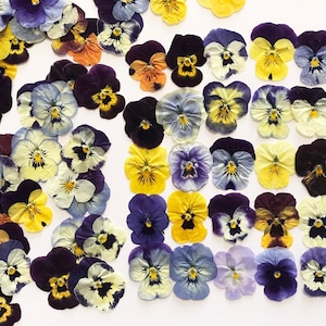 25/50/100 Pcs Pressed Mixed Pansies Approx. 1&quot; -  Edible Flowers - Cocktail, Cake Decoration, Resin, Jewelry or Craft - DF021S