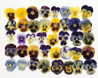 25/50/100 Pcs Pressed Mixed Pansies Approx. 1-1/4" -  Edible Flowers - Cocktail, Cake Decoration, Resin- DF021E