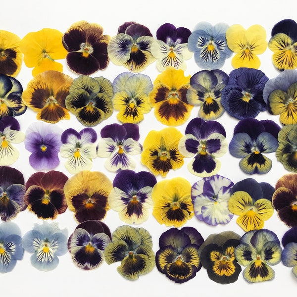 25/50/100 Pcs Pressed Mixed Pansies Approx. 1-1/4" -  Edible Flowers - Cocktail, Cake Decoration, Resin- DF021E