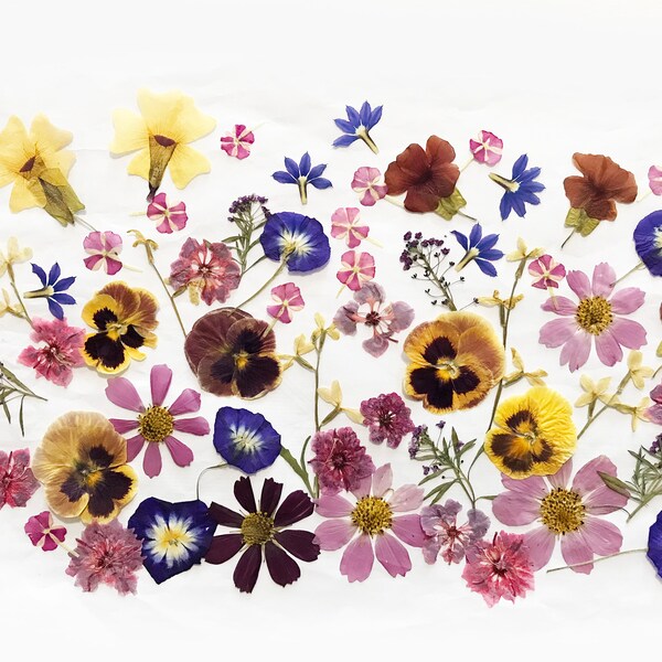 Pressed Flowers - Etsy Canada
