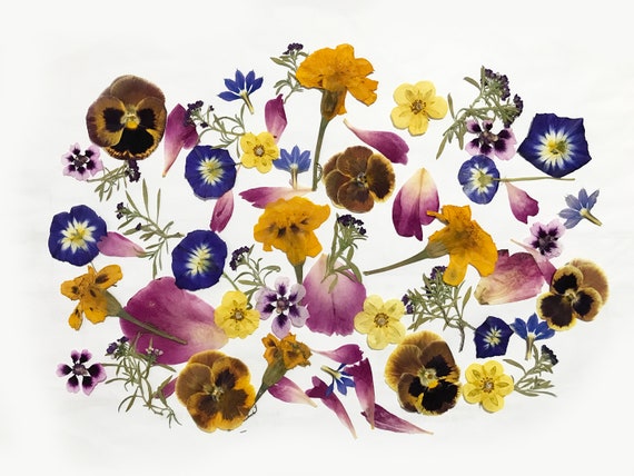 Oltre 50 fiori pressati misti Fiori commestibili per decorazioni di torte,  artigianato, creazioni floreali DF 049-2 -  Italia