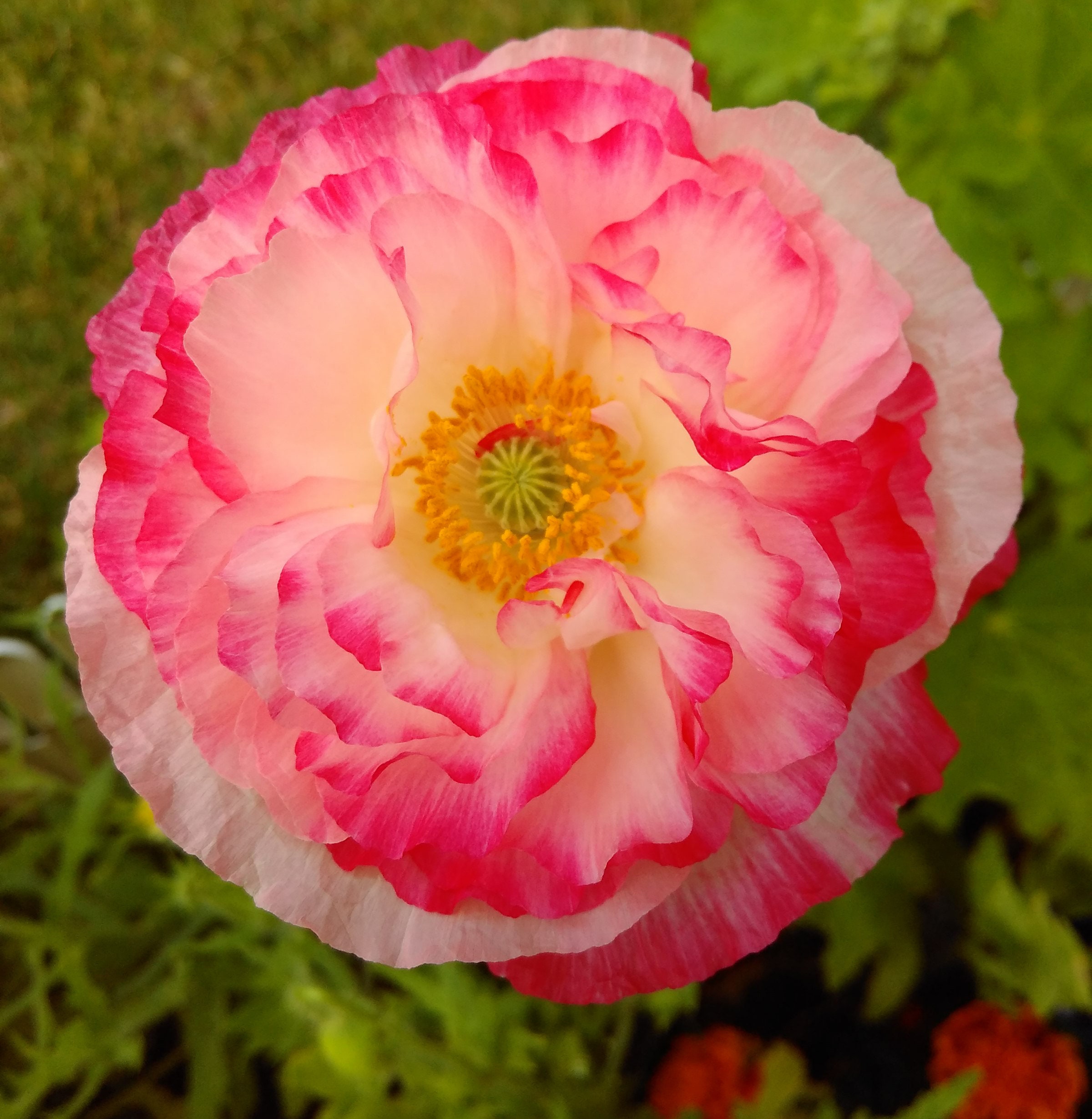 Color Mixed Corn Poppy Flower Seeds SemiDouble & Double Etsy
