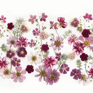 50+ gemischte gepresste Blumen - essbare Blumen für Kuchendekoration, Kunsthandwerk, Blumenkunst - DF 048-4