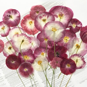 Set di 10 fiori di papavero pressati - Dimensioni miste da 1,5" a 3,5" di diametro - Poppy Flower Arts - Materiale fai da te per i tuoi creativi - DF 027