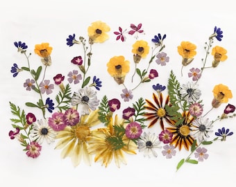 May include: An arrangement of pressed flowers in various colors, including yellow, purple, white, and blue, against a white background. The flowers are of different shapes and sizes, creating a natural, artistic display. The arrangement includes daisies and other wildflowers.