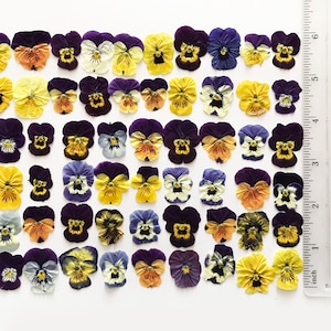 May include: Assortment of pressed pansies in various shades of purple, yellow, and white. The flowers are arranged in rows on a white background with a ruler for scale.