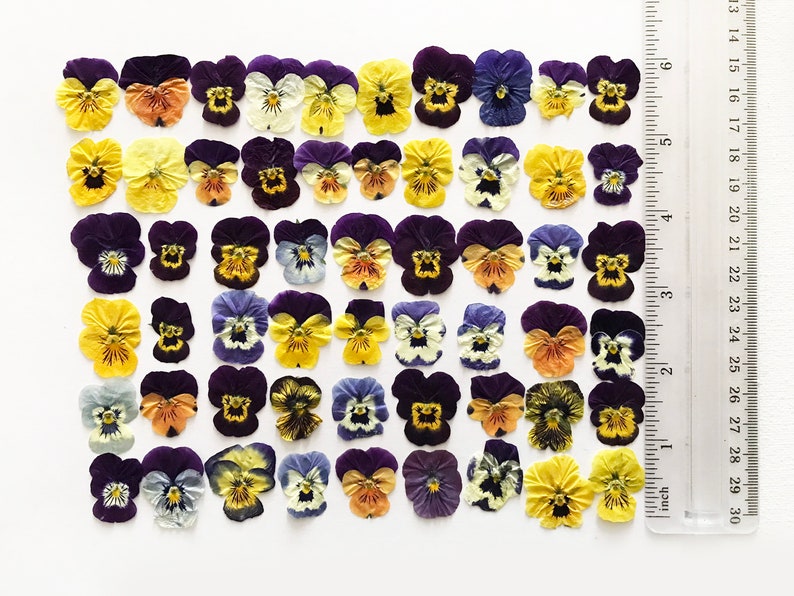 May include: Assortment of pressed pansies in various shades of purple, yellow, and white. The flowers are arranged in rows on a white background with a ruler for scale.