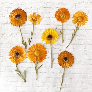 8 fleurs de calendula officinalis pressées - fleurs comestibles pour décorations de gâteaux, travaux manuels - DF 045-9