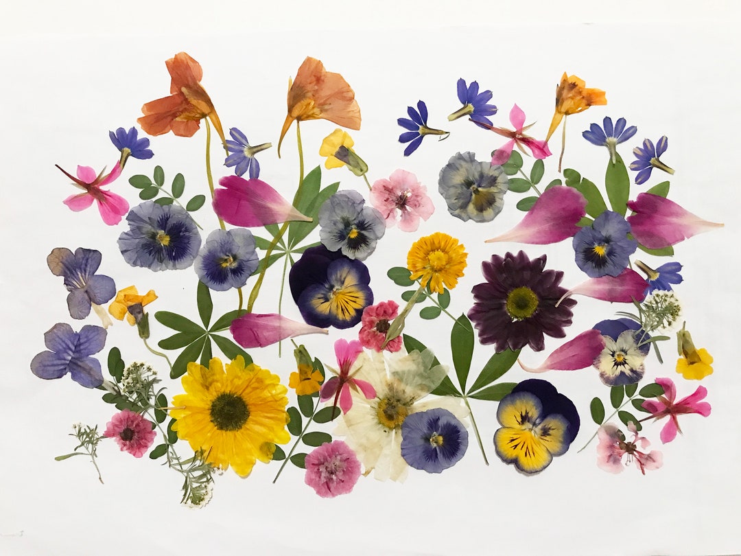 50 Mixed Pressed Flowers Edible Flowers for Cake Etsy