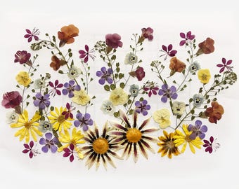May include: A collection of pressed flowers in various colors, including yellow, purple, orange, and red, arranged on a white background. The arrangement features different flower types, creating a natural and artistic display. The flowers are delicately preserved.