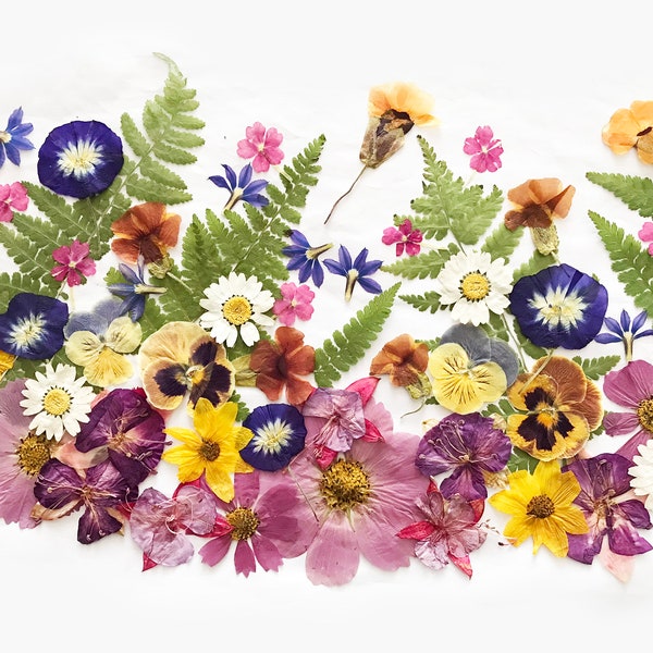 50+ Mixed Pressed Flowers - Edible Flowers  for Cake Decorations,  Crafts, Flower Arts - DF 050-6