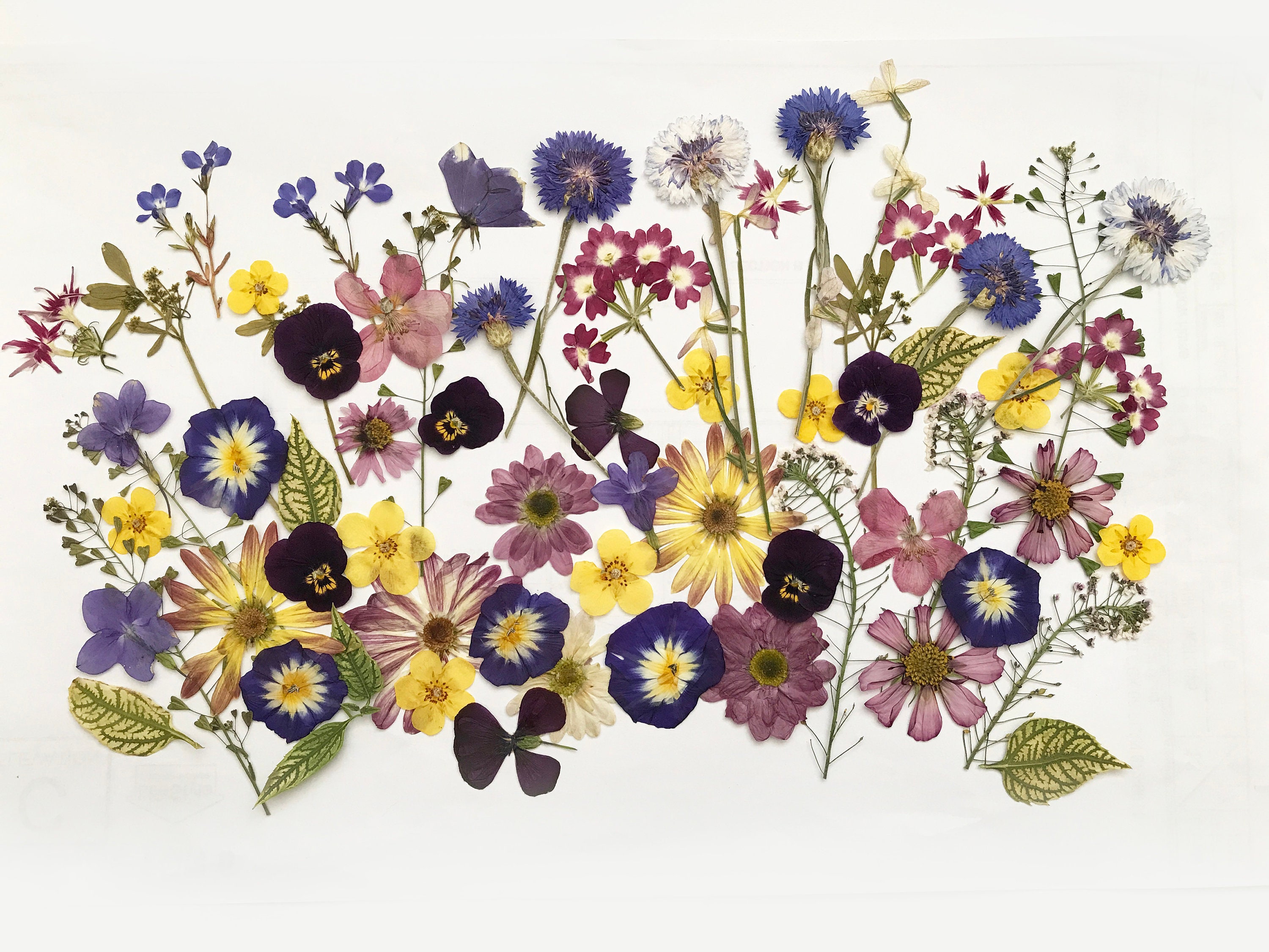 50 Mixed Pressed Flowers Edible Flowers for Cake Etsy