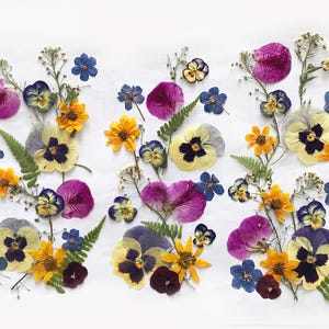 Plus de 50 fleurs mélangées pressées - Fleurs comestibles pour décorations de gâteaux, travaux manuels, arts floraux - DF 049-3