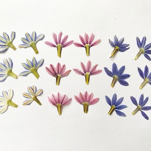 Éventail fleurs pressées 20/50 pièces pour résine époxy, bijoux ou pour vos créations