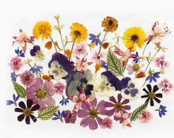50+ Mixed Pressed Flowers - Edible Flowers  for Cake Decorations,  Crafts, Flower Arts - DF 048-9
