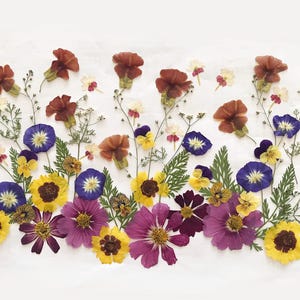 Plus de 50 fleurs mélangées pressées - Fleurs comestibles pour décorations de gâteaux, travaux manuels, arts floraux - DF50-5