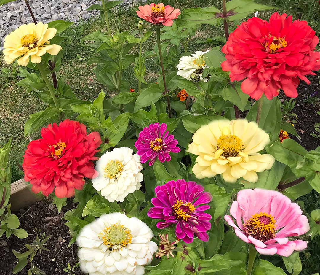 Zinnia Candy Cane Mix Flower Seeds 30 Annual Seeds FS029 Etsy Norway