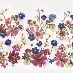 Plus de 50 fleurs mélangées pressées - Fleurs comestibles pour décorations de gâteaux, travaux manuels, arts floraux - DF049-6