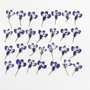 25/50 lobélies pressées avec tiges (1,5-2 cm de large) pour résine époxy, bijoux. ou votre création - DF 022-11f
