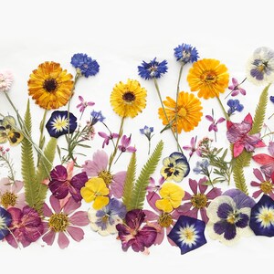 50+ Mixed Pressed Flowers - Edible Flowers  for Cake Decorations,  Crafts, Flower Arts - DF 047-10