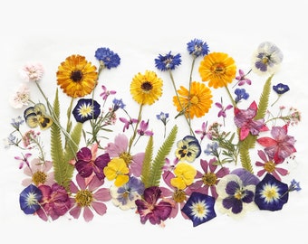 50+ Mixed Pressed Flowers - Edible Flowers  for Cake Decorations,  Crafts, Flower Arts - DF 047-10