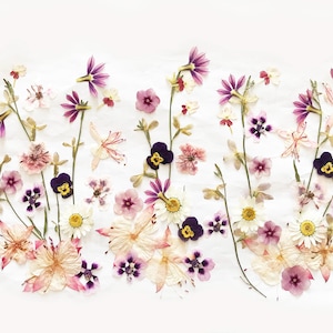 Oltre 50 fiori pressati misti - Fiori commestibili per decorazioni di torte, artigianato, arti floreali - DF 050-10