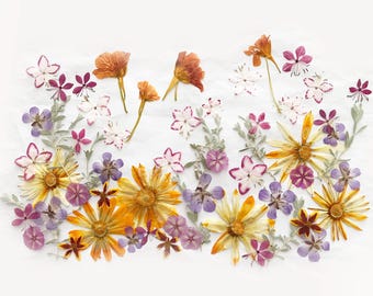 50+ Pcs Mixed Edible Pressed Flowers and Leaves for Cake Decorating, Resin Crafts