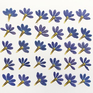 Éventail de fleurs pressées 25/50 pièces 2,5 cm (1 po.) - Résine époxy, bijoux ou pour vos créations - DF33-2A