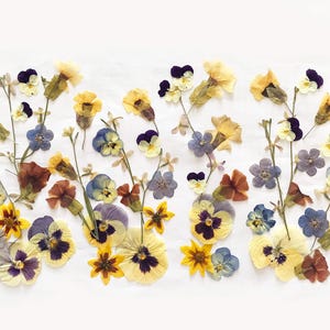 Mais de 50 flores prensadas mistas - flores comestíveis para decoração de bolos, artesanato e artes florais - DF 049-1