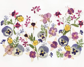 Può includere: Una composizione di fiori pressati in vari colori, tra cui viola, giallo, rosa e blu, disposti su uno sfondo bianco. L'arrangiamento presenta viole del pensiero, fucsia e altri fiori delicati, con un tema botanico.