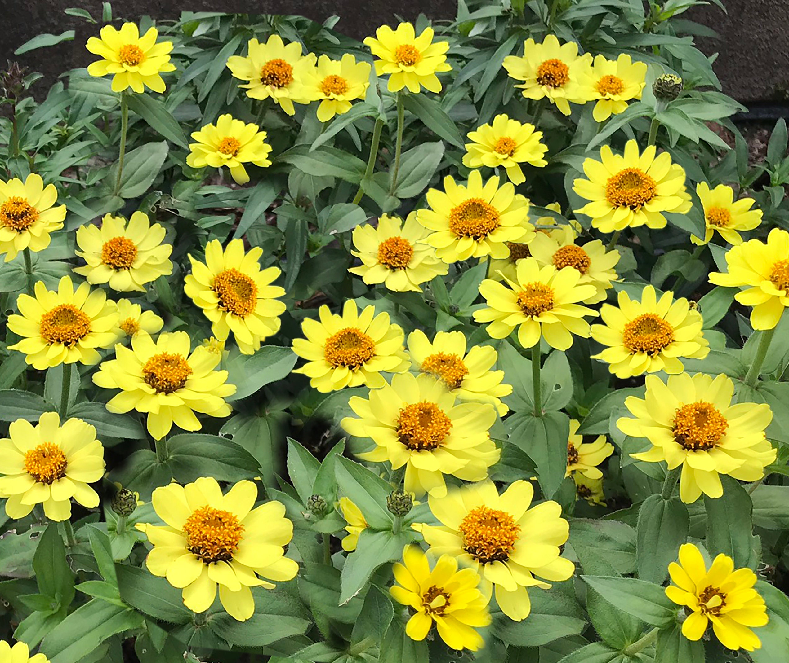 50 Profusion Yellow Zinnia Seeds Yellow Color Semidouble Etsy Canada